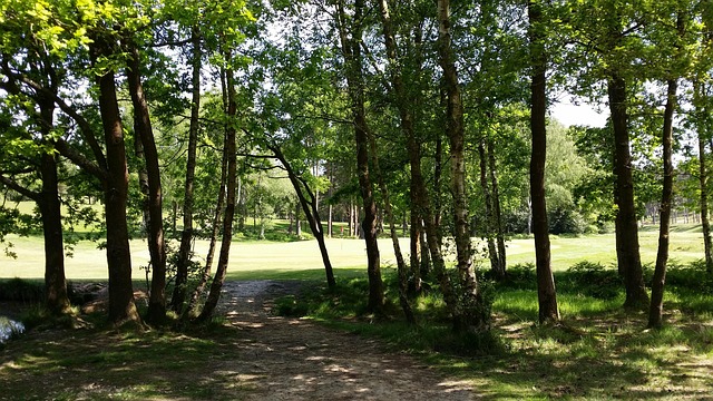 Golf, Campo De Golf, Verde, Hierba