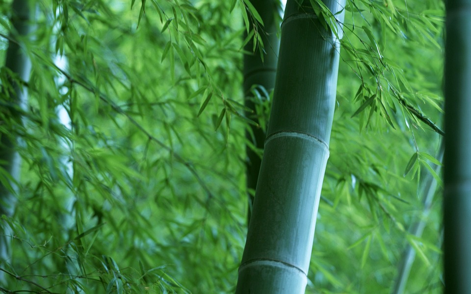竹 森林 树 - Pixabay上的免费照片 - Pixabay