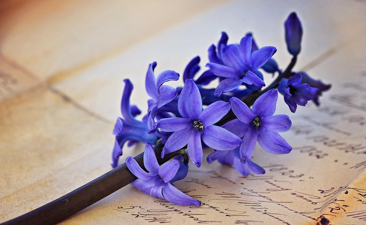Hyacinth - free online jigsaw puzzle photo