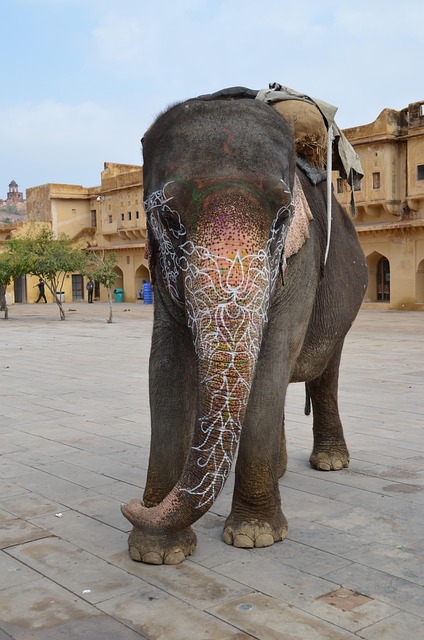 Free India Palace photo and picture
