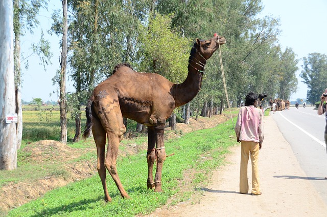 Free India Street Mammal photo and picture