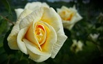 flower, plant, rose