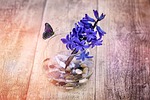 hyacinth, flower, fragrant flower