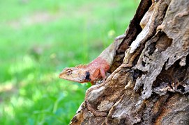 27 Beste Salamander Malvorlage