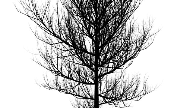Free tree silhouette black illustration