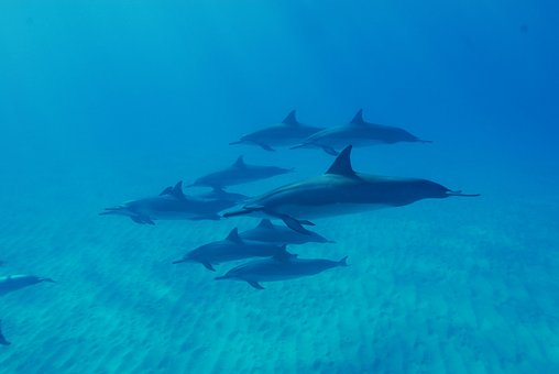 Free Dolphins Ocean photo and picture