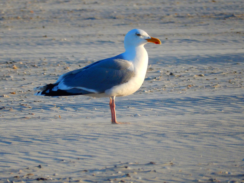 vogel-m-we-strand-kostenloses-foto-auf-pixabay-pixabay
