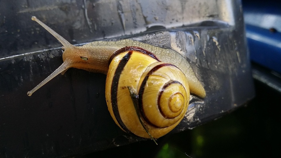 Snail Slimy Animal Land Free photo on Pixabay Pixabay