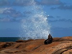 sea wolf, sea, splash