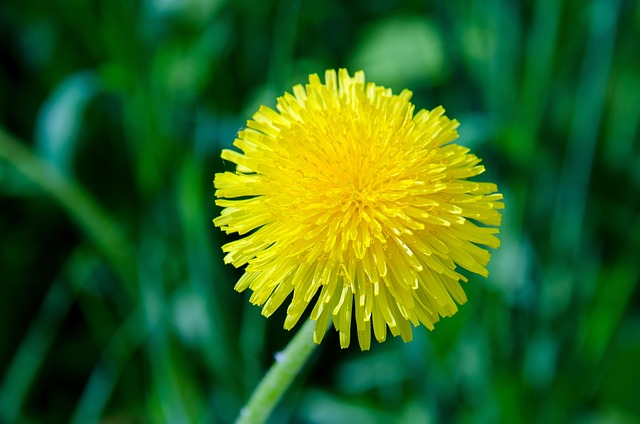 Löwenzahn, Blume, Feder, Kann, Grüns