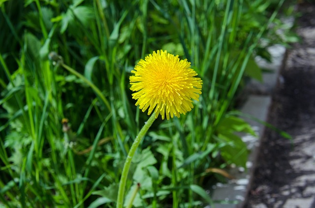 Löwenzahn, Blume, Feder
