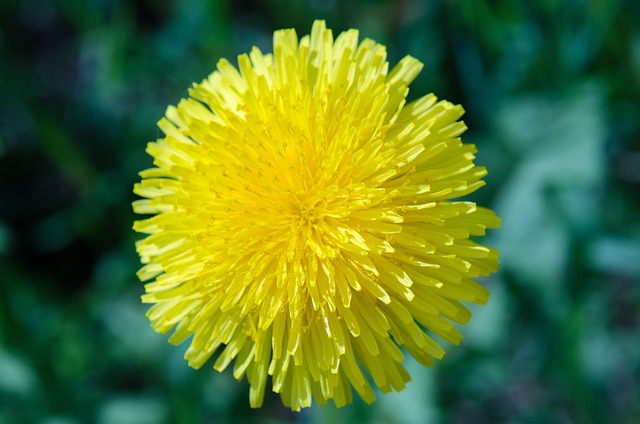 Löwenzahn, Blume, Feder, Schöne Blumen