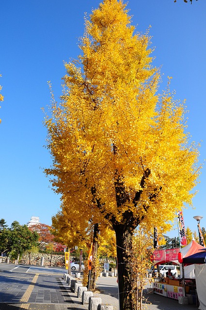 Free Ginkgo Himeji photo and picture