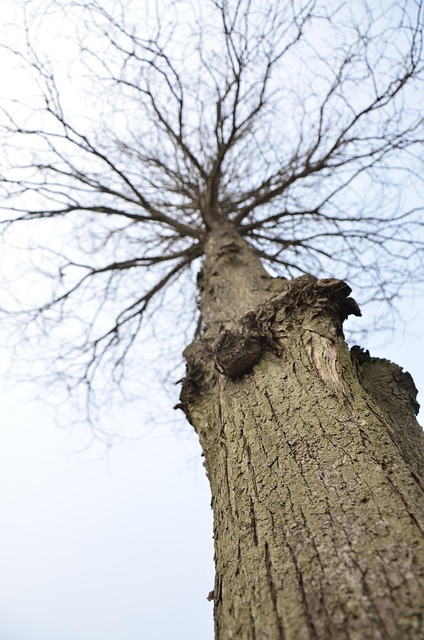 Free Tree Dead Tree photo and picture