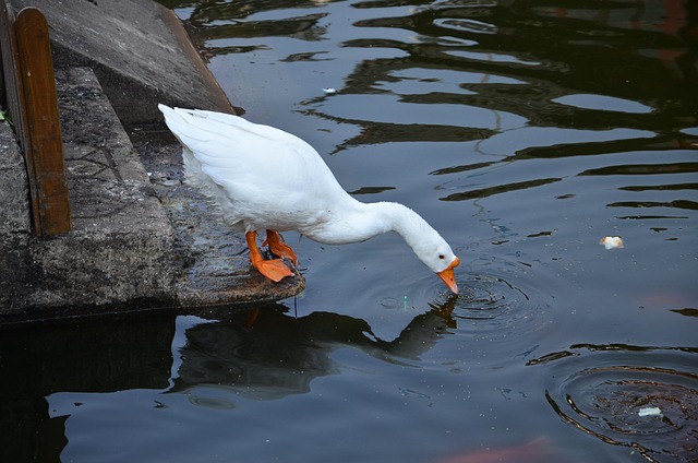 Free Goose Animals Drink Water photo and picture