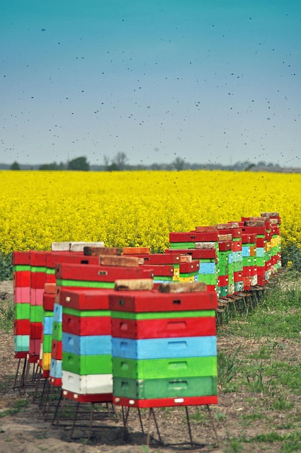 Free Ule Bee photo and picture