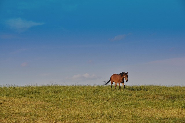 Free Horse Freedom photo and picture