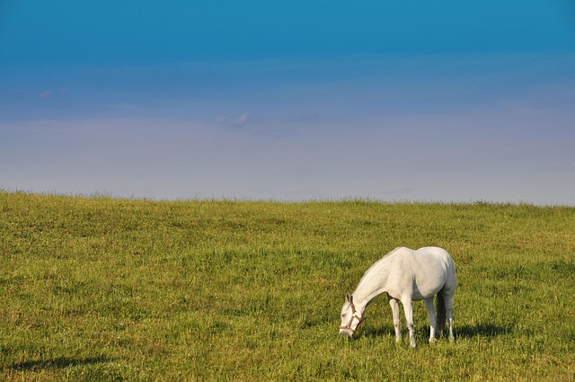 Free White Horse photo and picture