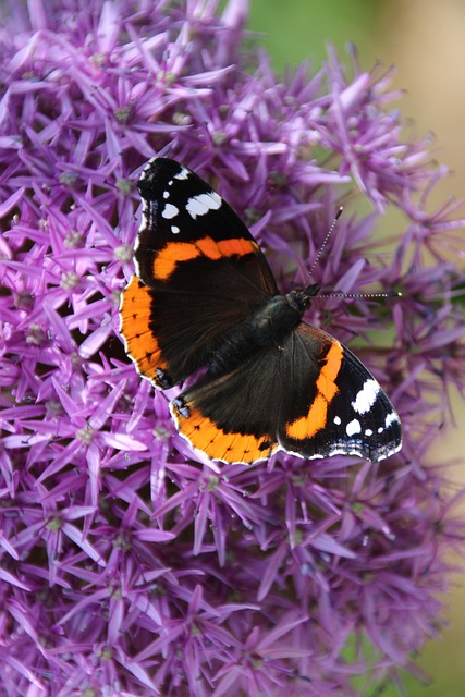 Free Schimtterling Flower Wallpaper photo and picture