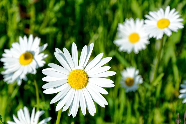 Prästkrage Spetsig Blomma Vit - Gratis foto på Pixabay - Pixabay