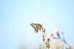 skinners, nature, nice