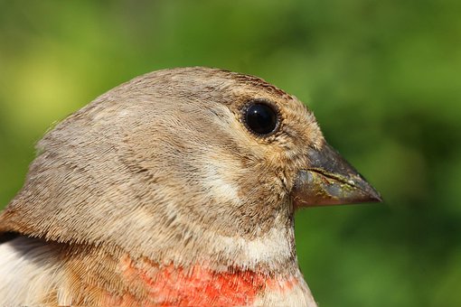 Pintassilgo, Carduelis, Cannabina