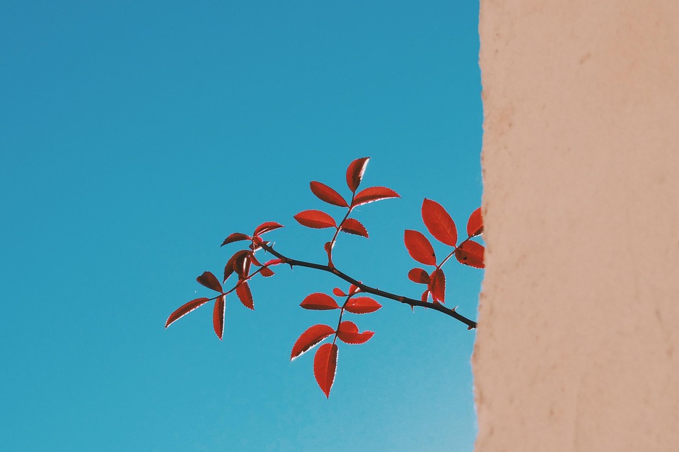 植物は壁に登ります。 nada fadel al -rubaie