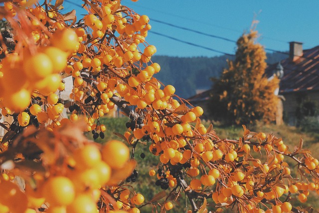 Natureza, Planta, Amarelo, Bagas, Verão