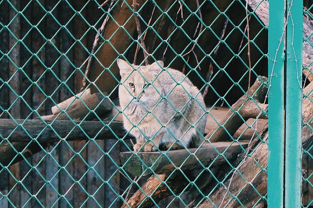 Gato, Gato Bravo, Animais Selvagens