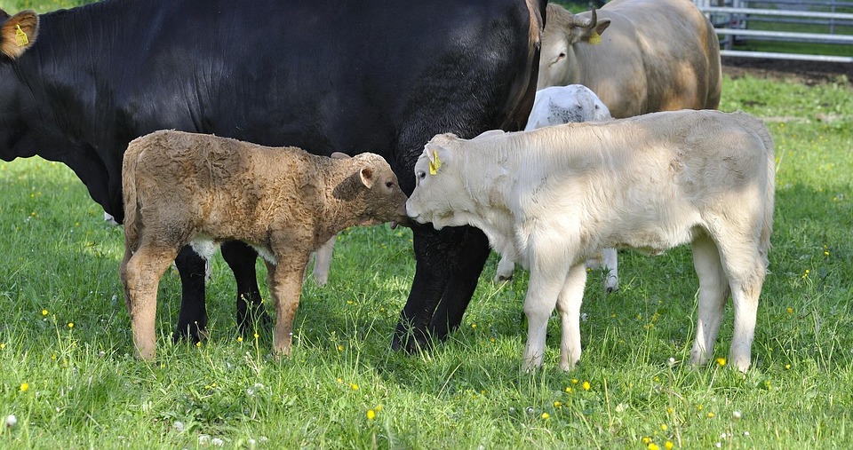 Beef Cub Farm Animal - Free photo on Pixabay - Pixabay