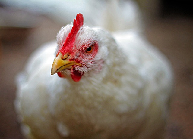Tier, Vogel, Hähnchen, Natur, Inländisch