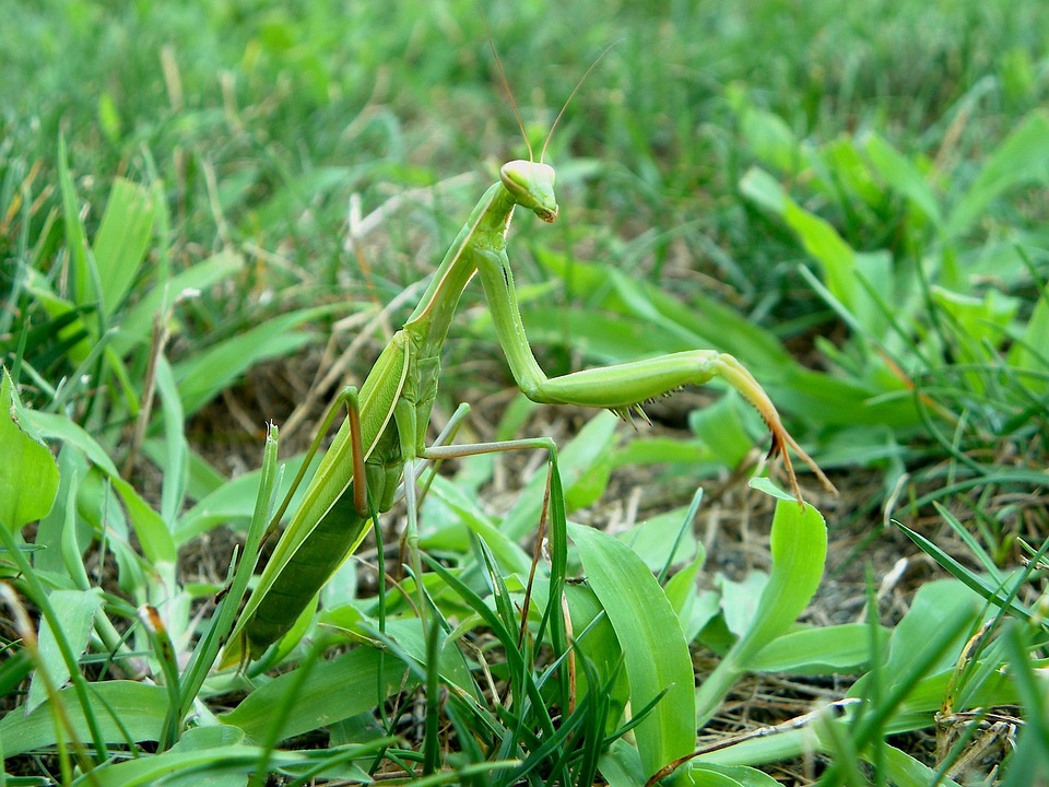 Mantis Insect Religios - Free photo on Pixabay - Pixabay