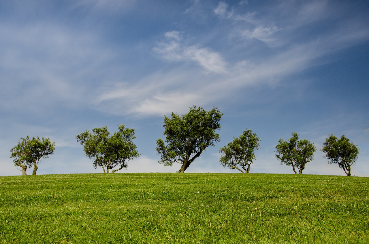 Trees Hill Grass Free Photo On Pixabay