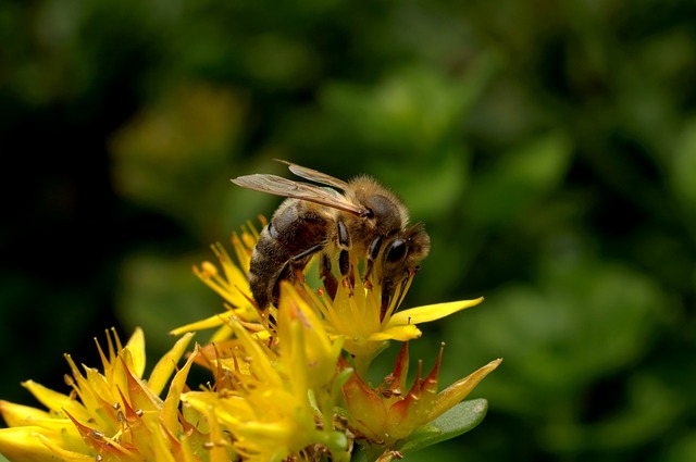 Biene, Insekt, Bestäubung, Garten