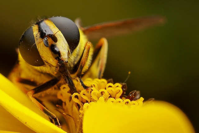 Fliege, Insekt, Makro, Auge