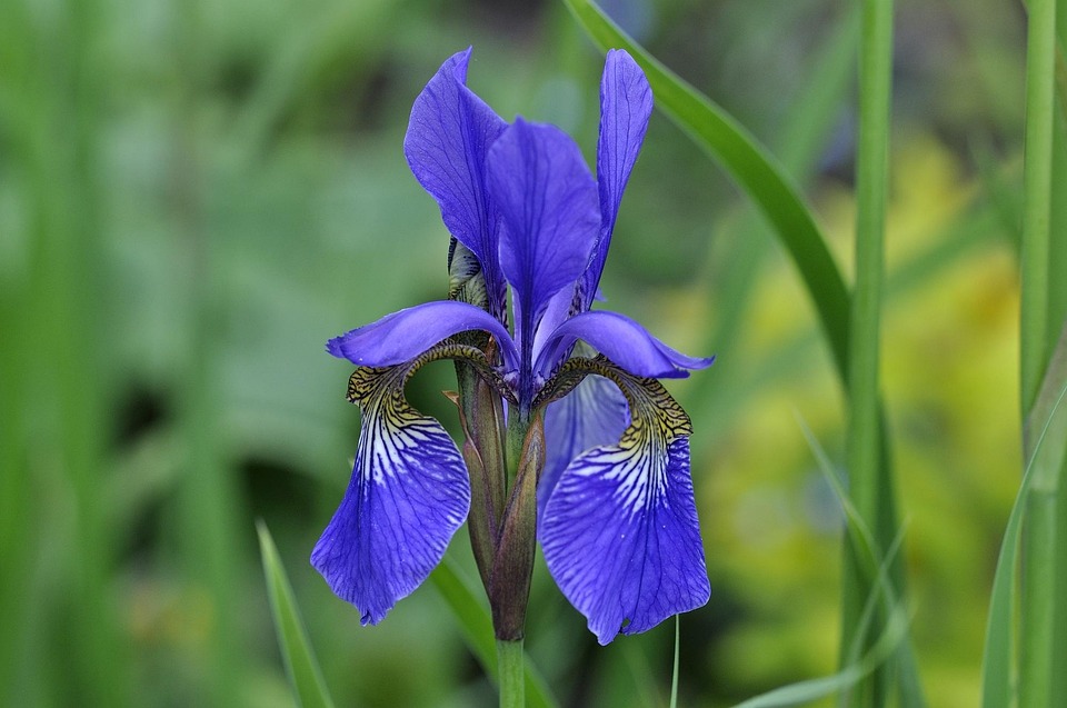 Photo gratuite Iris, Lily, Fleur, Plantes Image gratuite sur Pixabay