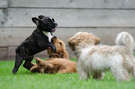 cocker-spaniel-puppy-free-photo-on-pixabay