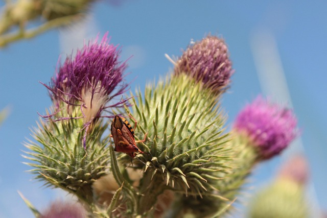 Free Nature Bugs photo and picture