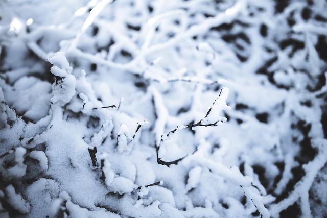 Gren, Sne, Vinter, Hvid, Kold, Fedt Nok