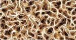 nerves, cells, dendrites sepia