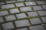 moss, stone, sett