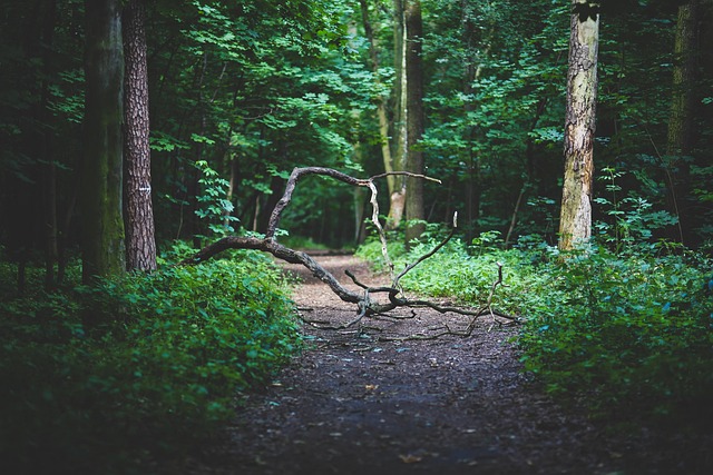 Free Forest Woods photo and picture