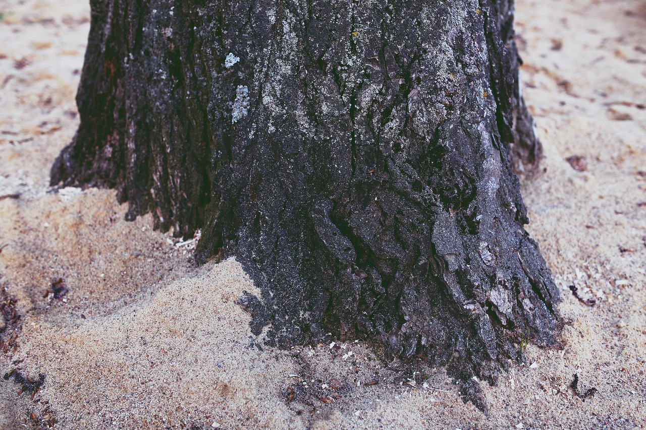 Radix - free online jigsaw puzzle photo