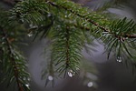spinet, needle, conifer