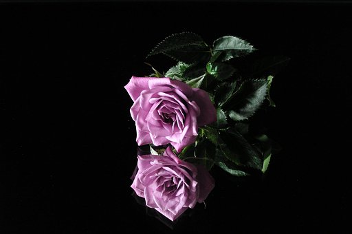 Rose, Rosenblomst, Blomst Tapet