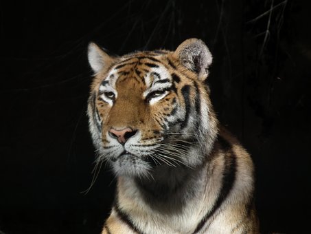 Tiger, Dyr, Natur, Stor Kat, Dyreliv
