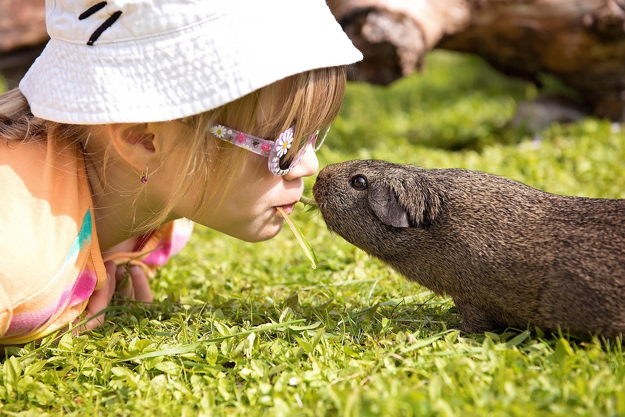 1,000 + 무료 Guinea & 기니피그 이미지 - Pixabay