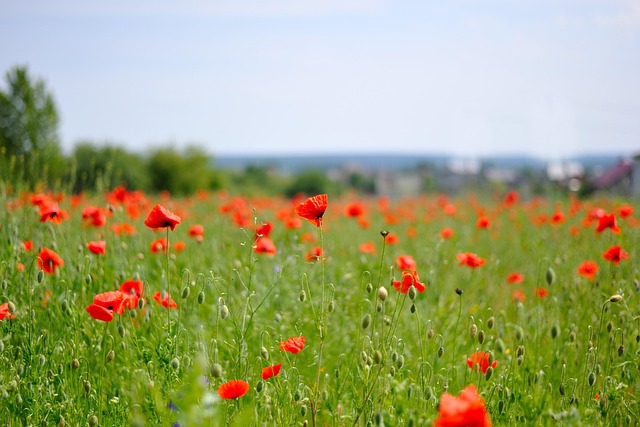 Mack, Blumen, Sommerblumen, Die Natur