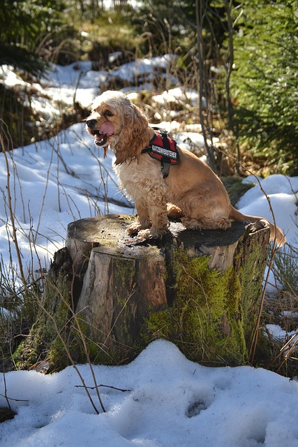 american cocker, cocker spaniel, cute, animal, pet, dog, nature, wildlife, dog in the snow, move, dog on tree