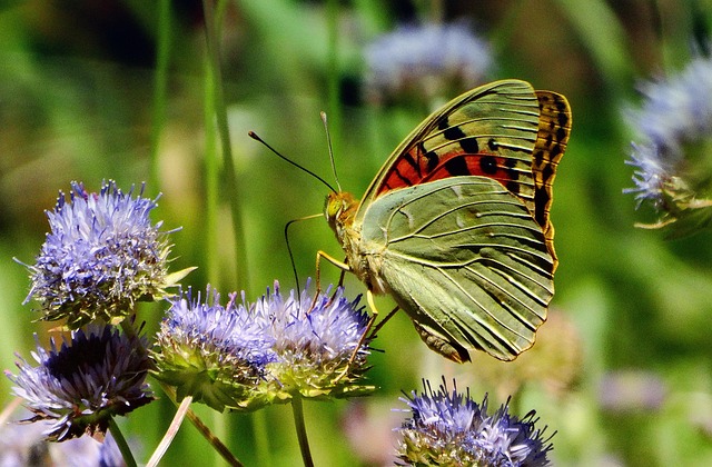Sommerfugl, Smukke Blomster, Natur